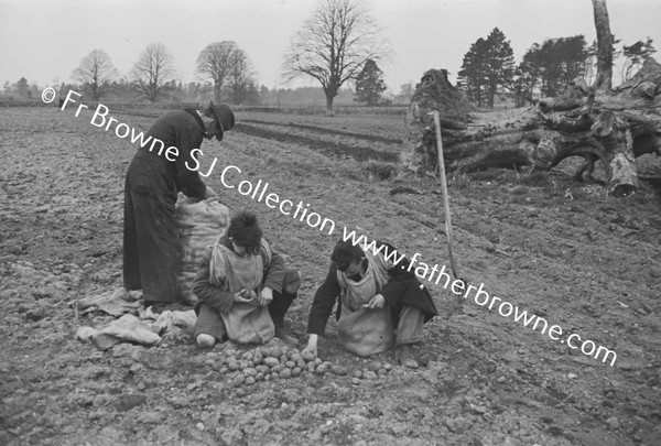 ST MARY'S ON THE LAND SOWING POTATOES